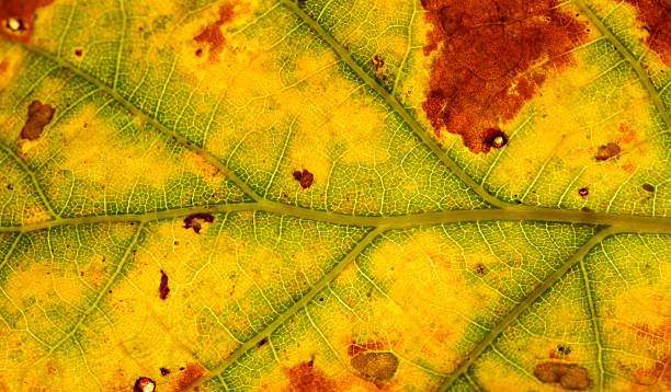 istock Backlit Autumn Leaf with Green, Yellow, and Brown Tones 2247982852