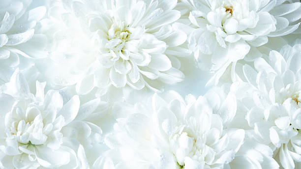 istock Horizontal banner with cool white chrysanthemums. Minimal floral texture for website headers, spa promotions, and elegant layouts. Copy space 2247982857