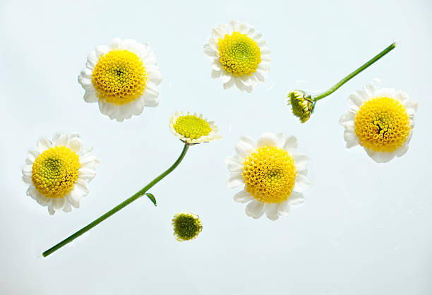 Fresh yellow-white chamomile flowers arranged on a clean white surface. Minimal floral composition for wellness and beauty themes