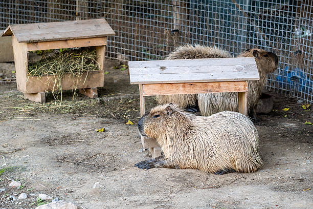 Capybara resting on the ground with another capybara near wooden feeder and fence