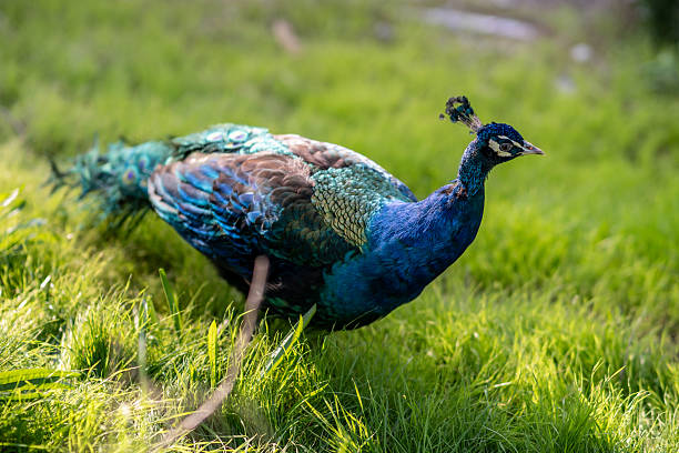 Free run peacock in park.