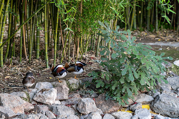 The mandarin duck (Aix galericulata) is a perching duck species native to the East Palearctic. This photo was taken in Japan.