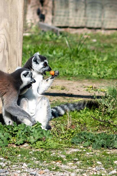 Two ring-tailed lemurs sitting on grassy ground, one animal eating a fresh orange carrot