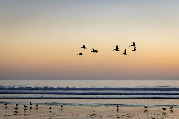 A tranquil coastal scene at dusk shows a small flock of birds flying across a pastel sky while others stand along the reflective shoreline. Soft waves roll in, and the horizon glows with warm oranges and cool blues, conveying calm, migration, and natural beauty.