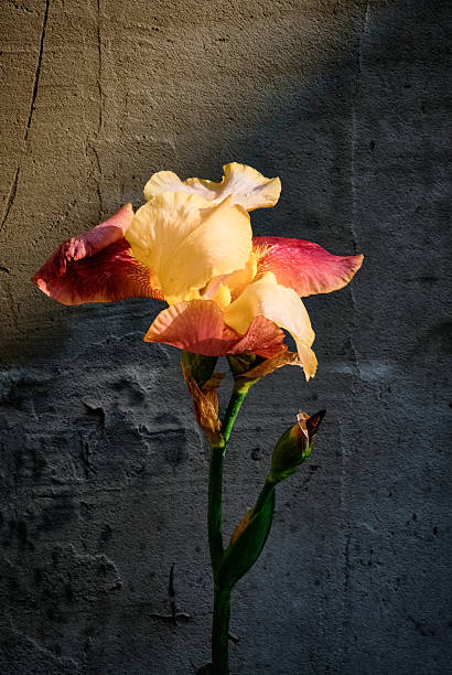 Elegant iris flower lit by warm light against a textured gray wall. Ideal for artistic projects, floral themes, or minimalist nature compositions