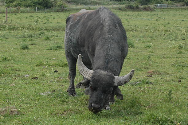 istock Water buffalo eating grass 2247987042