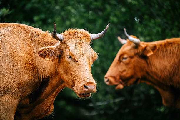 Grazing cows , green meadow  lanscape background.  A Mariña, Lugo province, Galicia, Spain.