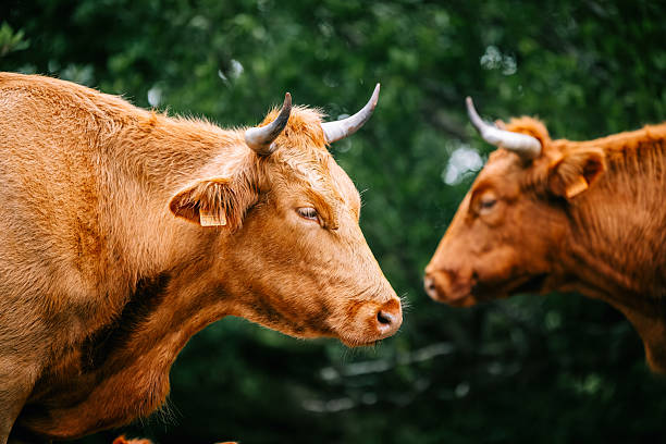 Two young cows on an animal market in Almaty City. Captured during summer season.