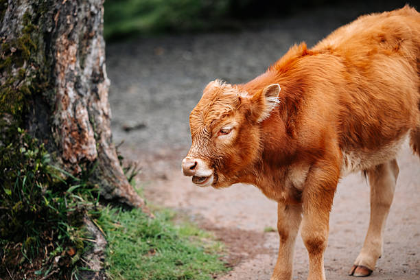 Close-up of cattle showing off their unique features and natural habitat in a tranquil rural setting.