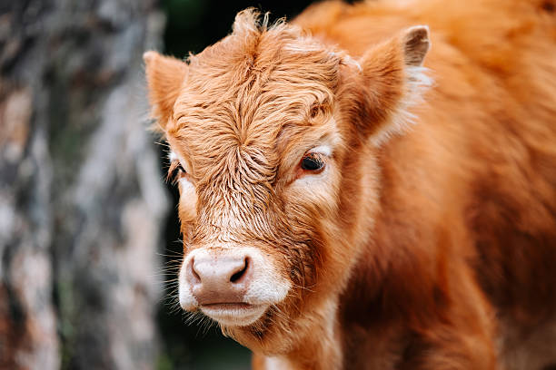 istock A young brown calf grazes in a tranquil rural setting 2247989017