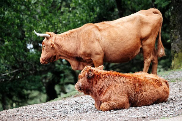 Close-up of cattle showing off their unique features and natural habitat in a tranquil rural setting.