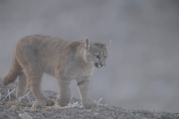 A Puma cub or Mountain Lion emerging from the fog on a cold evening in Torres del Paine National Park.
