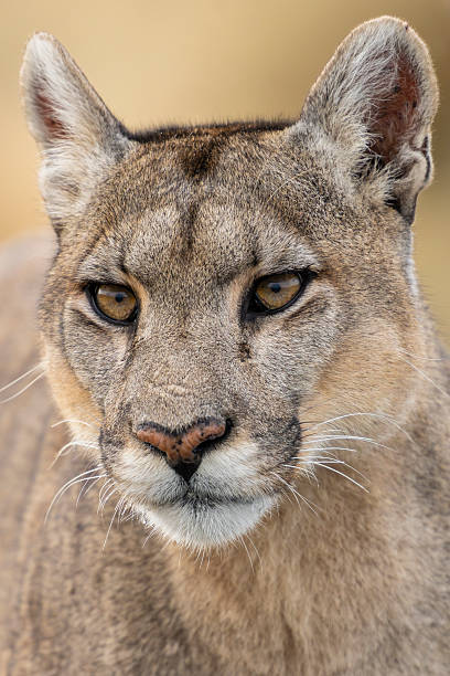 istock Portrait of a Mountain Lion. 2247990418