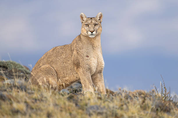 istock A female Mountain Lion. 2247990506