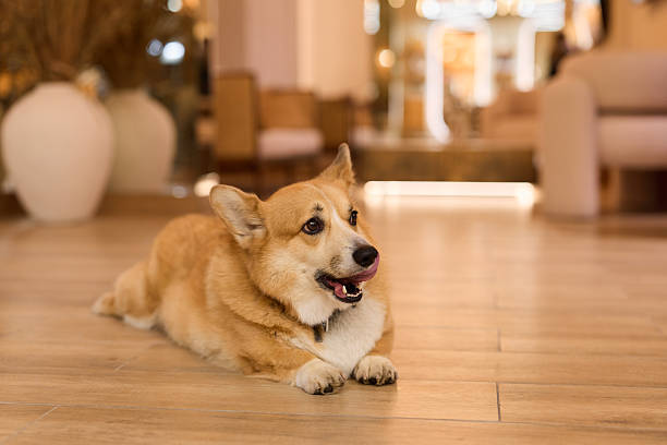 calm dog ambiance, serene corgi sprawled on polished wooden surface within upscale spacious lounge area