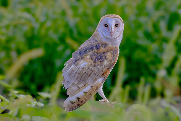 The western barn owl (Tyto alba) is a species of barn owl Tyto native to Europe, southwestern Asia, and Africa. It was formerly considered a subspecies group together with barn owls native to other parts of the world, but this classification was found to be paraphyletic with respect to some other members of the genus.