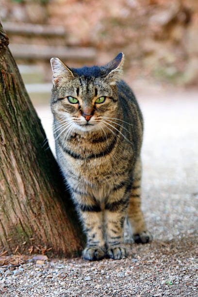 istock Tabby Cat Staring At Camera Outdoors 2247994953