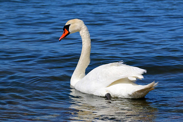 istock Mute Swan Swimming On Blue Lake 2247995074