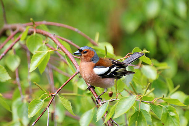istock Male Chaffinch Perched On Green Leafy Branch 2247995883