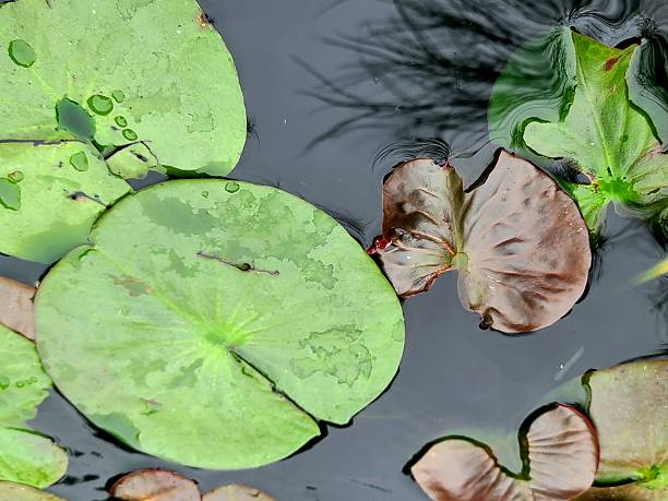istock Variety of Lily Pads Floating on the Water's Surface 2247995911