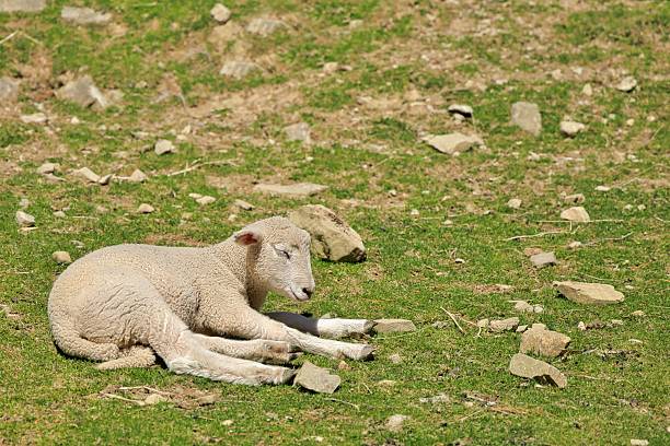 Two sheep lying on a mountain medow in the Alps