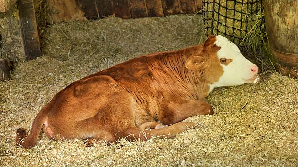 istock Young New Zealand Hereford Inside 2247995970
