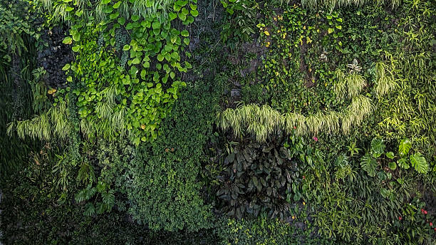 istock Moss and plants texture. Background for design of the wall 2247996981