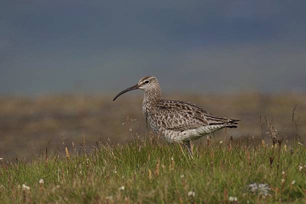 istock Whimbrel (numenius phaeopus) standing in a grassy meadow 2247997487