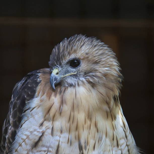 istock Closeup of a Red-tailed Hawk (buteo jamaicensis) in captivity 2247997518