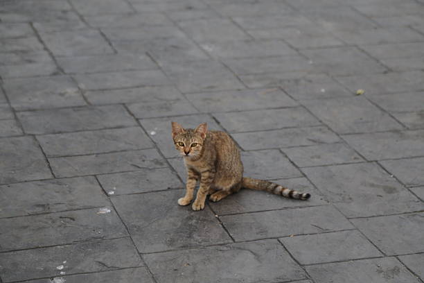 a small cute cat sitting on the gray floor of an empty square . the cat has brown and black stripes with yellow eyes. shot from above