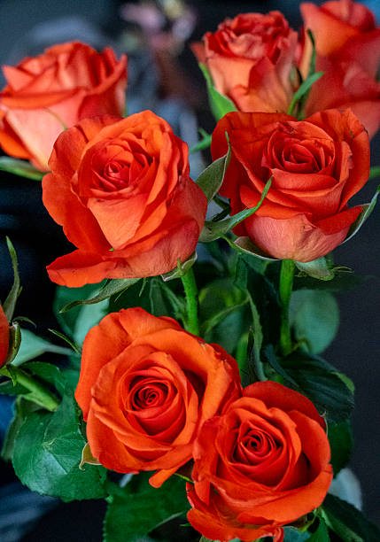 Bunch of blooming fresh red roses
