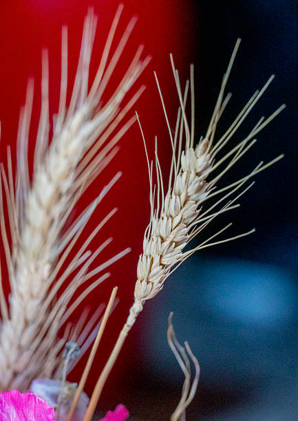 Wheat fronds in a dried flower arrangement.