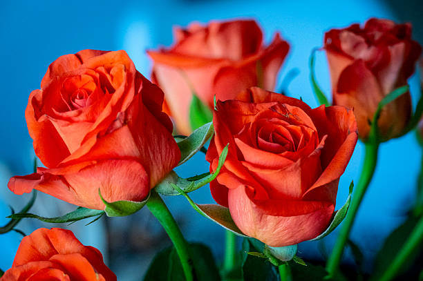 Bunch of blooming fresh red roses