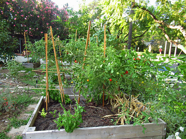istock Tomatoes Growing in Home Garden 2248005659