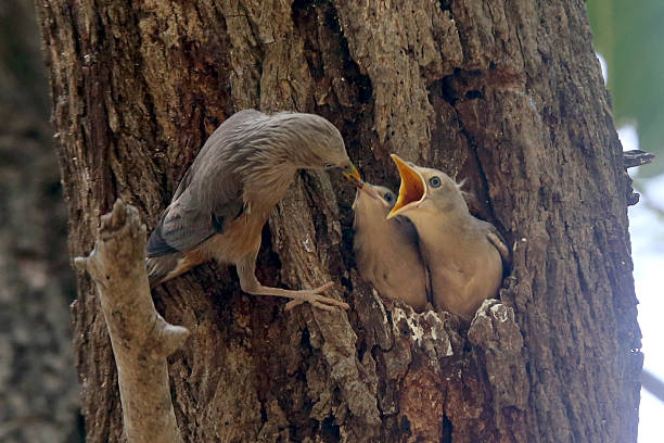 istock Close-up of Starling feeding chick inside tree cavity. 2248005835