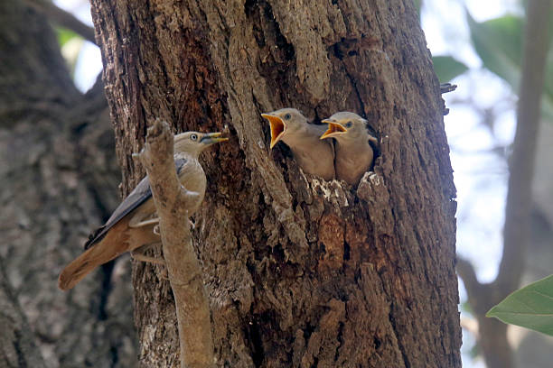 istock Parent Chestnut-tailed Starling feeding chick in tree nest. 2248005849