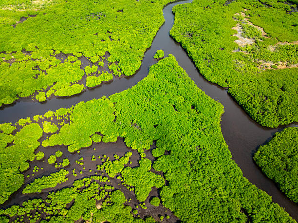 istock Mangrove forest with winding river channel. Siargao, Philippines. 2248006366