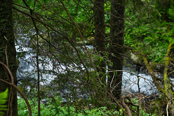 Mountain river flowing through dense forest with fast-moving water and lush green vegetation, natural wilderness scene. Clear river running between mossy rocks and tall trees in woodland landscape.