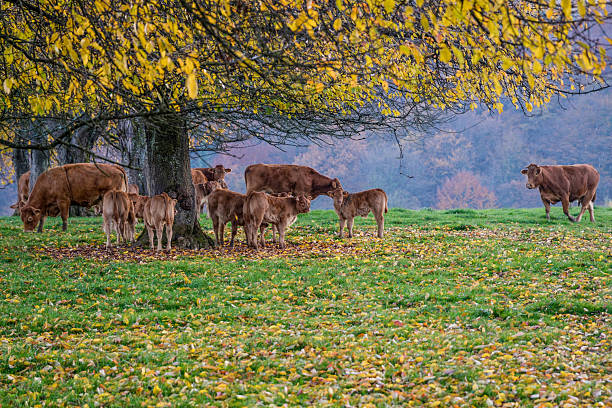 Autumn landscape in eastern France.