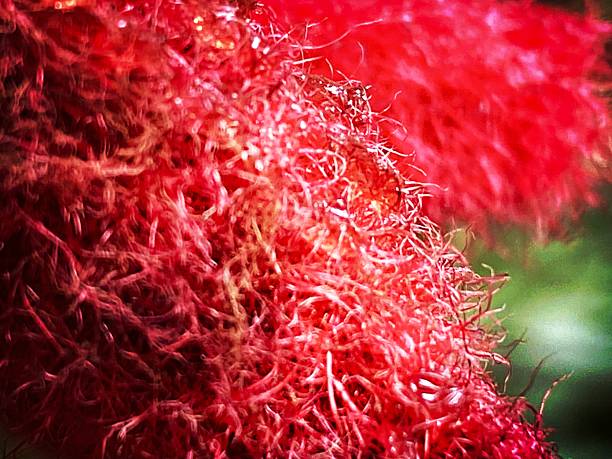 Calliandra haematocephala  - Powder Puff lilly pilly