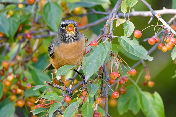 istock American Robin on Berry Branch 2248014045