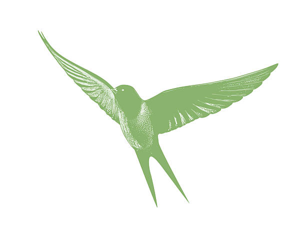 Barn Swallow Flying, cut out on white background