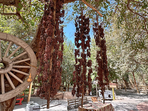 The grapes are dried and hung in clusters