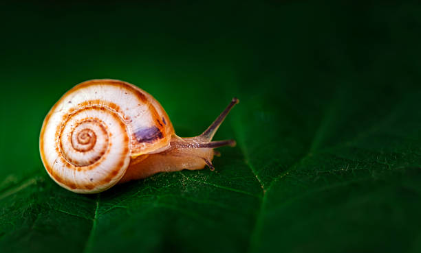 istock A small brown and white snail is on a leaf 2248014896