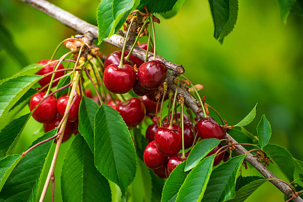 A branch of a cherry tree is full of ripe cherries. The cherries are red and are hanging from the tree