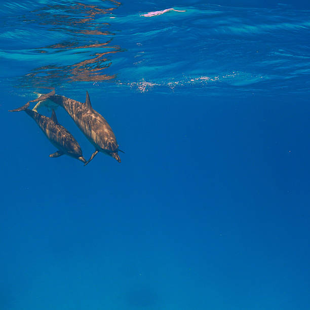 Underwater photography of Spinner dolphins. From a scuba dive in the Red Sea