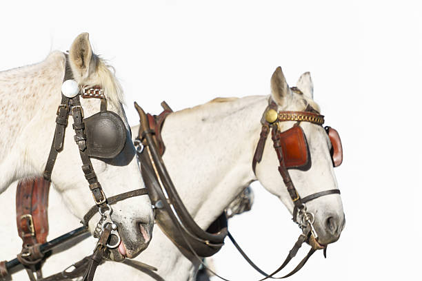 Veluwezoom, Laag Soeren, Netherlands – December 27th 2015: A team of horses with four white gray horses rides through a forest. There are five male persons in the car behind.