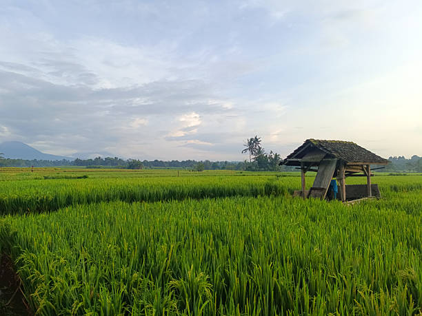 istock A view of green rice fields, there is a simple farmer's hut with a mountain backdrop. 2248016867