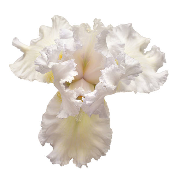 istock Iris flower isolated on white background. Easter. Summer. Spring. Flat lay, top view. Love. Valentine's Day. Floral pattern, object. Nature concept 2248017252