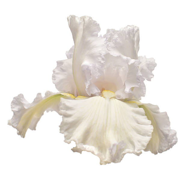 istock Iris flower isolated on white background. Easter. Summer. Spring. Flat lay, top view. Love. Valentine's Day. Floral pattern, object. Nature concept 2248017266